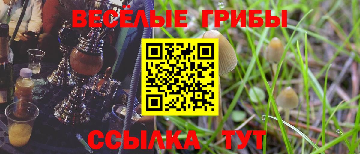 Галлюциногенные грибы Psilocybine cubensis Миллерово